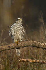 Birds of prey Sparrowhawk Accipiter nisus, hunting time bird sitting on the branch, Poland Europe