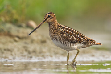 Shore bird Common snipe Gallinago gallinago small bird with long beak, Poland Europe