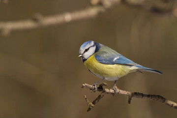 Fototapeta premium Bird - Blue Tit Cyanistes caeruleus perched on tree