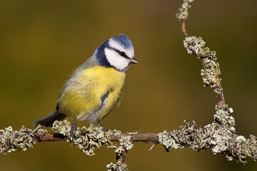 Fototapeta premium Bird - Blue Tit Cyanistes caeruleus perched on tree