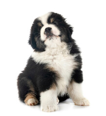 Miniature American Shepherd