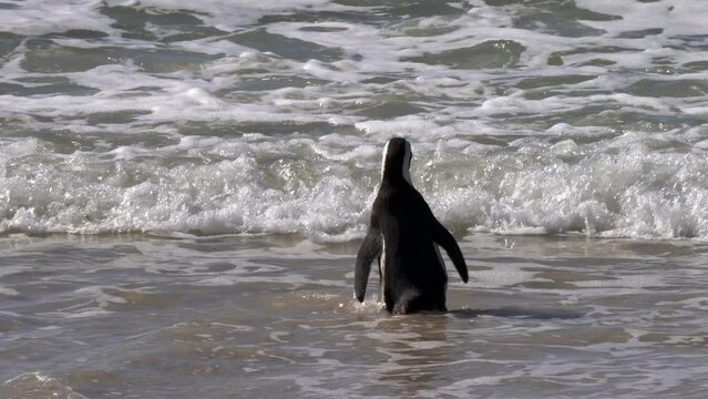 African penguins, or jackass penguin, or Spheniscus demersus, or Cape penguin, enter the ocean to get food. Colony of Boulders Beach near Simons Town, South Africa
