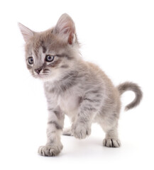 Kitten on white background.