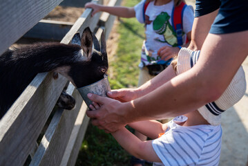 Rodzina w wiejskim zoo, tata i synek karmią kozę z małego wiadereczka. - obrazy, fototapety, plakaty
