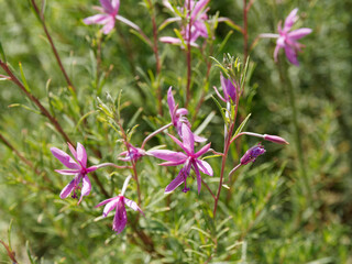 (Epilobium dodonaei) Epilobes à feuilles de romarin ou épilobes de Dodoens. Tiges dressées à feuilles alternes, rigides et linéaires-lancéolées, fleurs en grappes terminales rose-pourpre foncé
