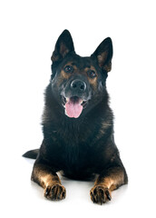 gray german shepherd