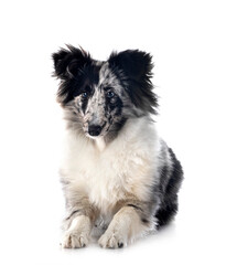 Shetland Sheepdog in studio