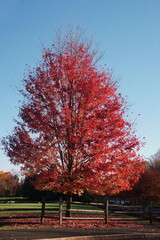 Single Blazing Red Tree in Autumn with Bright Blue Sky