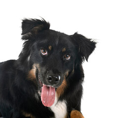 australian shepherd in studio