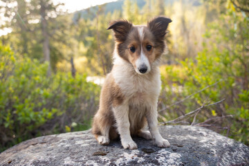 Puppy Sitting on Rock