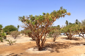Frankincense trees in Dhofar mountains, Oman - obrazy, fototapety, plakaty
