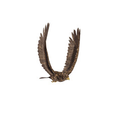 Golden eagle isolated