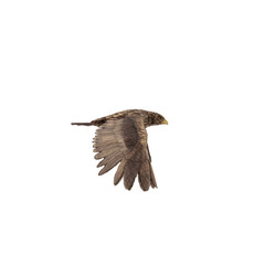 Golden eagle isolated