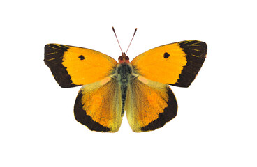Dark clouded yellow butterfly - male, isolated on transparent background