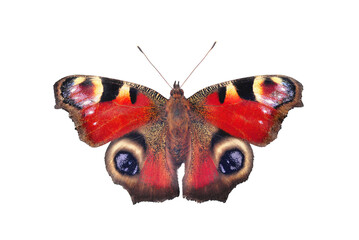 European peacock butterfly, isolated on transparent background