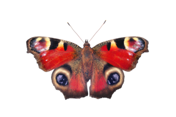 European peacock butterfly, isolated on transparent background