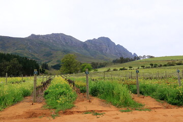 Vibrant Landscape with vineyards and Mountains in the background, Cape Town, Stellenbosch, South...