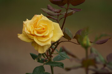 orange rose