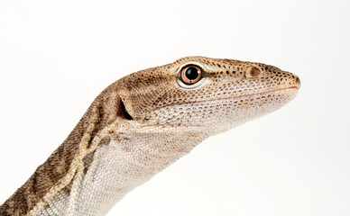 Trauerwaran // Black-headed monitor, black-tailed monitor (Varanus tristis orientalis)