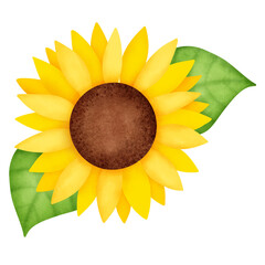 sunflower illustration in watercolor style. 