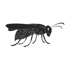 Insect wasp vector icon.Black vector icon isolated on white background insect wasp .