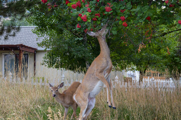 Deer feeding on berries in a suburban yard