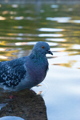 bird on the water