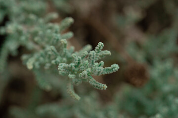 bush branch in the wild