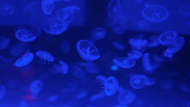 Many small blue jellyfish in dark ocean water. Background of glowing jellyfish swimming in a deep underwater aquarium
