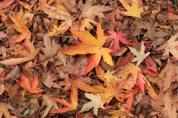 Autumnal Maple Leaves on the Ground Close Up