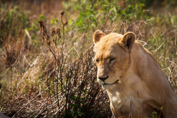 lioness in the grasslands