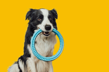 Pet activity. Funny puppy dog border collie holding blue puller ring toy in mouth isolated on...