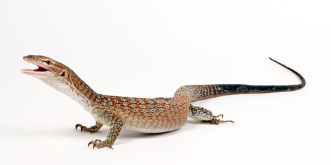 Black-headed monitor, black-tailed monitor // Trauerwaran (Varanus tristis orientalis)