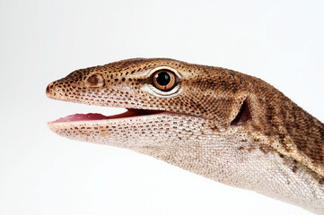 Black-headed monitor, black-tailed monitor // Trauerwaran (Varanus tristis orientalis)
