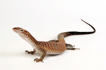 Trauerwaran // Black-headed monitor, black-tailed monitor (Varanus tristis orientalis)