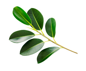 Green branch of ficus isolated on white background