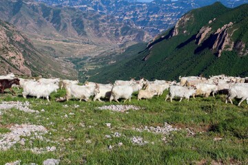 Herd of the Changthangi Cashmere goats grazing on green mountain pasture in bright sunlight