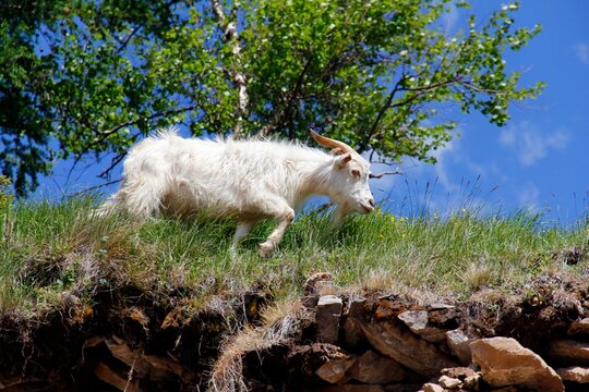 Adult Changthangi Cashmere goat grazing on green grass in mountain pasture
