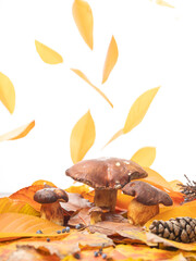 Porcini mushroom  in the autumn forest