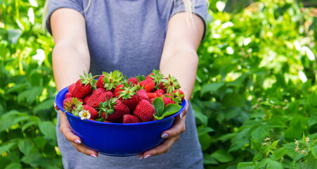 farmer girl holding freshly picked strawberries in her hands. Selective focus.