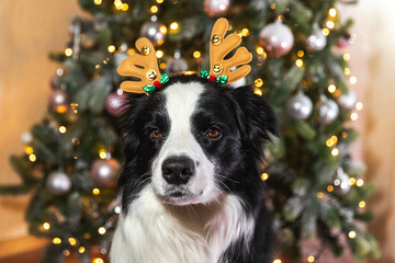 Fototapeta na wymiar Funny cute puppy dog border collie wearing Christmas costume deer horns hat near christmas tree at home indoors background. Preparation for holiday. Happy Merry Christmas concept