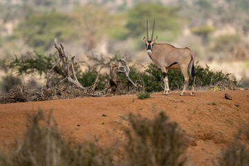 Gemsbok stands on bank looking at camera