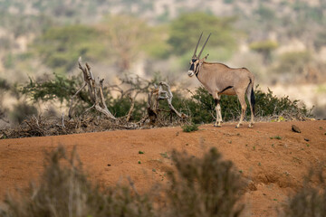 Gemsbok stands on earth bank eyeing camera