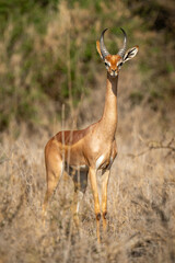 Gerenuk stands facing camera with bushes behind