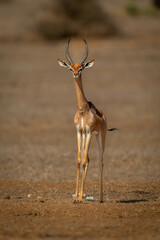 Gerenuk stands facing camera on sunny savannah