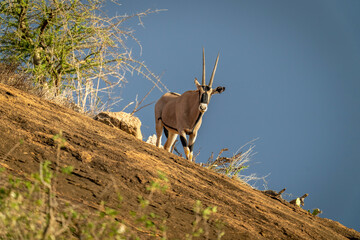 Gemsbok stands on rocky ridge watching camera