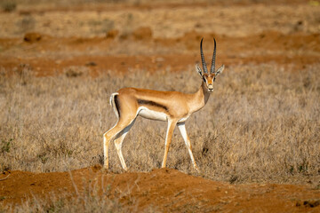 Grant gazelle stands on bank watching camera