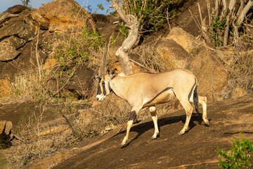 Gemsbok walks down rock with bushes behind