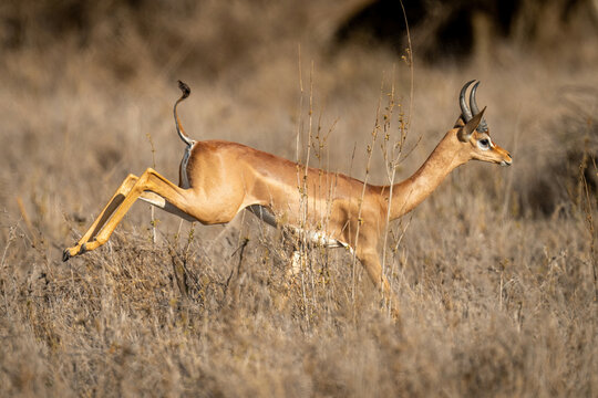 Gerenuk jumps through tall grass in savannah