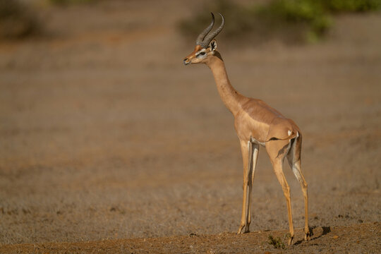 Gerenuk stands eyeing camera with bushes behind